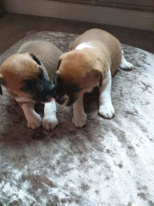 plummer terrier for sale gumtree